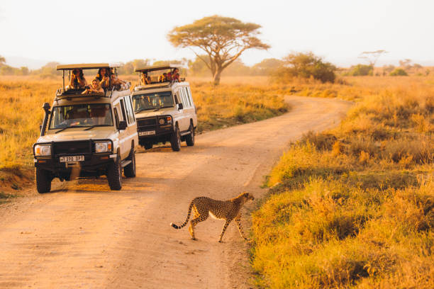 Into the Wild: Embarking on an Unforgettable African Safari